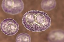 Цифровий ілюстрації людських клітин з cytomegalic включення симптом хвороби цитомегаловірус інфекції. — стокове фото