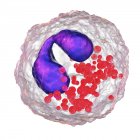 Ілюстрація еозинофільної білої кров'яної клітини з фіолетовими ядрами . — стокове фото