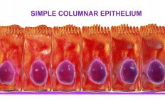 Simple columnar epithelium, digital illustration. — Stock Photo
