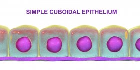 Simple cuboidal epithelium, digital illustration. — Stock Photo