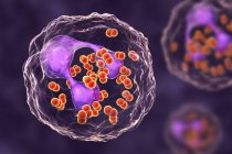 Digitale Illustration von Neisseria gonorrhoeae Bakterien in neutrophilen Blutzellen. — Stockfoto