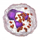 Digitale Illustration von Neisseria gonorrhoeae Bakterien in neutrophilen Blutzellen. — Stockfoto
