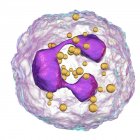 Estrutura dos neutrófilos glóbulos brancos, ilustração digital . — Fotografia de Stock