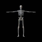 Skeleton model on black background, illustration. — Stock Photo