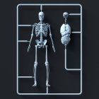 Modello scheletro e kit organi su sfondo nero, illustrazione . — Foto stock