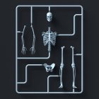Модель комплекту скелетів на чорному тлі, ілюстрація . — стокове фото