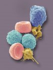 Micrografo elettronico a scansione colorata di globuli rossi umani, globuli bianchi e piastrine . — Foto stock
