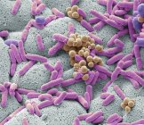 Micrografia eletrônica de varredura colorida de bactérias cultivadas a partir de pano de prato usado
. — Fotografia de Stock
