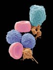 Micrographie électronique à balayage coloré des globules rouges humains, des globules blancs et des plaquettes
. — Photo de stock