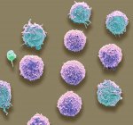 Colored scanning electron micrograph of white blood cells and single platelet. — Stock Photo