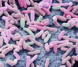 Colored scanning electron micrograph of rod-shaped Gram-negative bacteria Escherichia coli. — Stock Photo