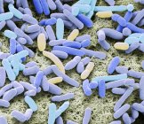 Colored scanning electron micrograph of rod-shaped Gram-negative bacteria Escherichia coli. — Stock Photo