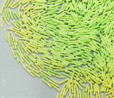 Бактеріальна колонія Bacillus megaterium, кольоровий скануючий електронний мікрограф . — стокове фото