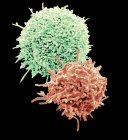 Micrógrafo electrónico de barrido coloreado de linfocitos T en reposo de la muestra de sangre humana . - foto de stock