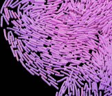 Colônia bacteriana de Bacillus megaterium, micrografia eletrônica de varredura colorida . — Fotografia de Stock