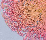 Бактериальная колония Bacillus megaterium, цветной сканирующий электронный микрограф . — стоковое фото