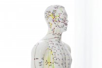 Modello di agopuntura con acupoint sullo sfondo bianco . — Foto stock