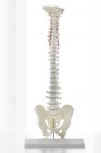 Modello anatomico di ossa della colonna vertebrale umana su rack all'interno . — Foto stock