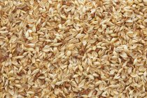 Закри Золоте зерно пшениці, повний кадр. — стокове фото