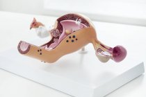 Modelo del sistema reproductor femenino . - foto de stock