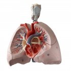 Modello anatomico di organi interni con sezione trasversale su fondo bianco . — Foto stock