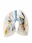 Digital three dimensional illustration of human lungs. — Stock Photo