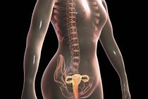 Female silhouette with highlighted reproductive system, digital illustration. — Stock Photo