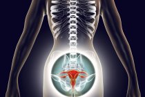 Женский силуэт с выделенной репродуктивной системой, цифровая иллюстрация . — стоковое фото