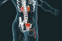 Ilustración digital de silueta masculina con sistema urinario, incluyendo glándula suprarrenal, riñones, vejiga urinaria, uréter, próstata y uretra
. - foto de stock