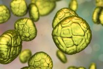 Пыльцевые зёрна цветка мимозы, цифровая иллюстрация . — стоковое фото