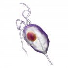 Microrganismo parassitario Trichomonas vaginalis che causa tricomoniasi, illustrazione digitale . — Foto stock