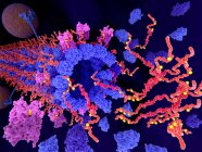 Pathological phosphorylation of red-orange Tau proteins by blue-purple kinases affecting nerve cells in Xoimers disease, illustration
. — Photo de stock