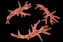 Balamuthia mandrillaris amoeba organisms, illustrazione digitale . — Foto stock