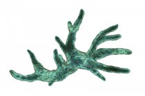 Баламутія мандрильярі амеба організм, цифрова ілюстрація . — стокове фото
