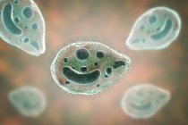 Цифровая иллюстрация цилиатных протозойских кишечных паразитов Balantidium coli, вызывающих язву в кишечнике . — стоковое фото
