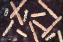 Group of Gram-positive anaerobic bifidobacteria, digital illustration. — Stock Photo