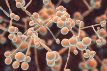 Digital illustration of yeast and hyphae stages of Candida albicans fungus. — Stock Photo
