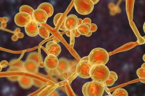 Obra de arte digital do fungo unicelular Candida auris
. — Fotografia de Stock