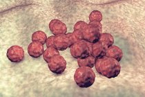 Chlamydia trachomatis cellule batteriche, illustrazione digitale . — Foto stock