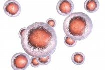 Эмбриональные стволовые клетки человека, цифровая иллюстрация
. — стоковое фото