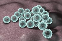 Chlamydia trachomatis bacteria cells, digital illustration. — Stock Photo