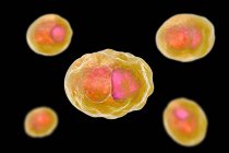 Digital artwork showing inclusion composed of group of chlamydia reticulate bodies of Chlamydia trachomatis bacteria. — Stock Photo
