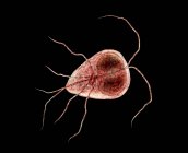Giardia lamblia parásito protozoario flagelado, ilustración digital . - foto de stock