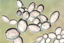 Digitale Illustration der aufkeimenden Saccharomyces cerevisiae Hefezellen. — Stockfoto