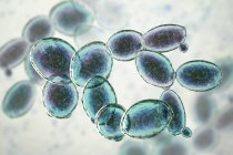 Цифрова ілюстрація бутонізації дріжджових клітин Saccharomyces cerevisiae . — стокове фото