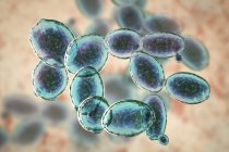 Цифровая иллюстрация зарождающихся дрожжевых клеток Saccharomyces cerevisiae . — стоковое фото