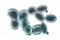 Цифровая иллюстрация зарождающихся дрожжевых клеток Saccharomyces cerevisiae . — стоковое фото