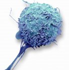 Micrografia electrónica de varredura colorida de macrófagos de glóbulos brancos . — Fotografia de Stock