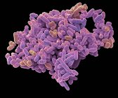 Цветной сканирующий электронный микрограф деления дрожжевых клеток Schizosaccharomyces
. — стоковое фото