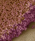 Micrographie électronique à balayage de bactéries cultivées à partir d'échantillons de fèces humaines . — Photo de stock